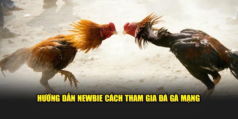 Hướng dẫn newbie cách tham gia đá gà mạng