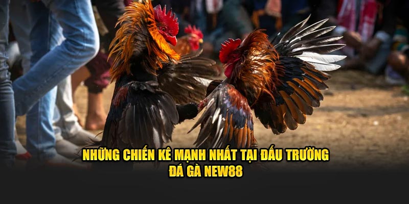 Những chiến kê mạnh nhất tại đấu trường đá gà NEW88